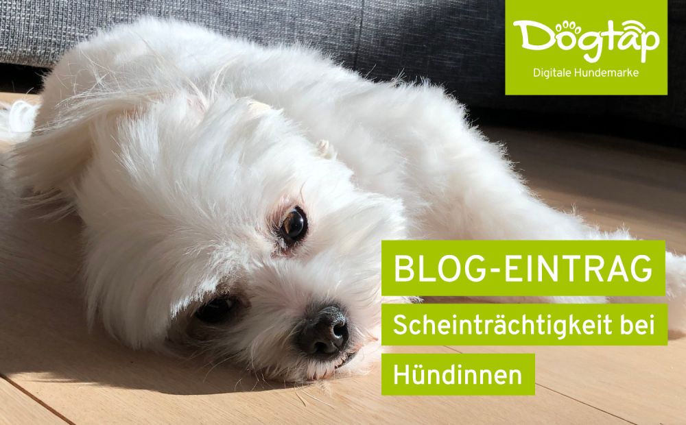 Hündin die auf dem Boden liegt und traurig guckt