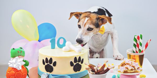 Hund feiert zehnten Geburtstag