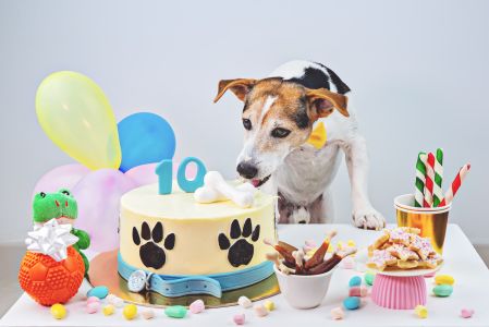 Hund feiert zehnten Geburtstag
