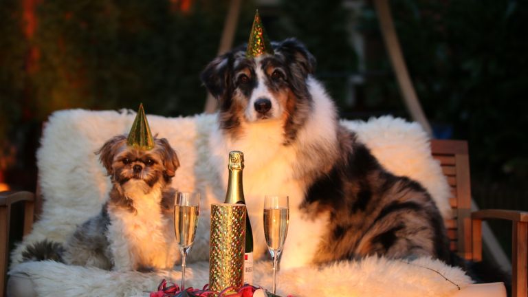 Neujahr mit deinem Hund