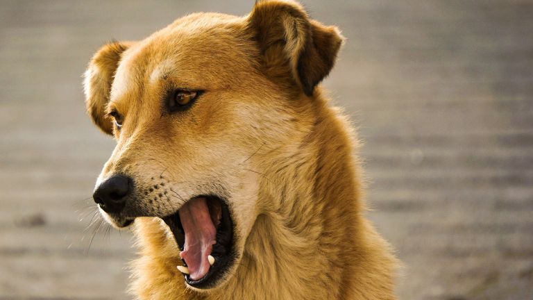 Dental care for your dog