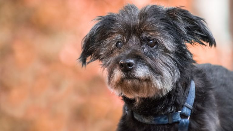 Old dogs - what to look out for?