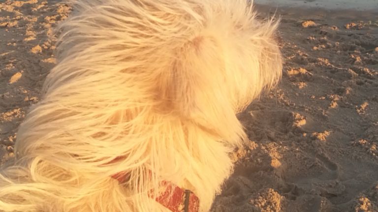 Holidays with your dog