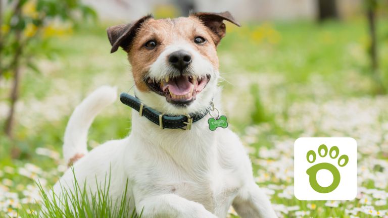 10 reasons why your dog needs a Dogtap