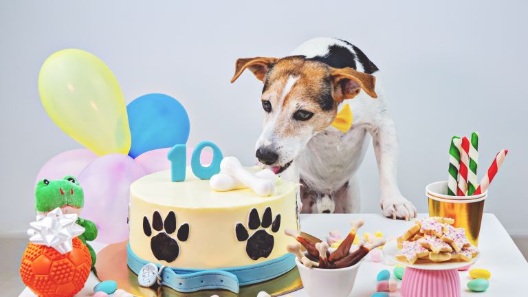 Hund feiert zehnten Geburtstag